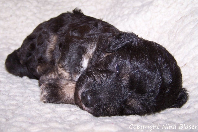 Arc-en-ciel Arlequin - 30.01 (3).JPG